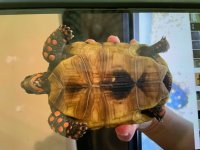 tortoise3.jpg