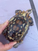 IMG_6874.jpeg