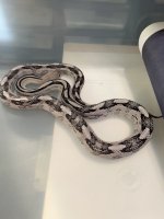 IMG_6400.jpeg