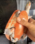 IMG_2110.jpeg