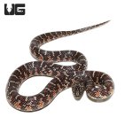 ug_baby_het_axanthic_florida_kingsnake_4.jpg
