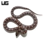 ug_baby_het_axanthic_florida_kingsnake_3.jpg