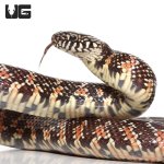 ug_baby_het_axanthic_florida_kingsnake_2.jpg