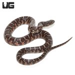 ug_baby_het_axanthic_florida_kingsnake_1.jpg
