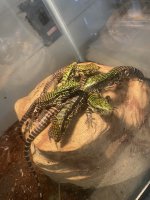 IMG_3219.jpeg
