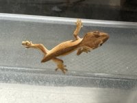IMG_8460 – pequena.jpeg