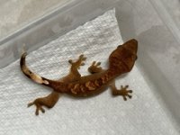 IMG_8468 – pequena.jpeg