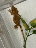 IMG_8474 – pequena.jpeg