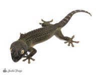Patternless_Tokay_Gecko_Gekko_gecko_3-f8c850af.jpg