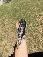 Black Skink.jpeg
