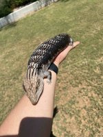 Black Skink 2.jpeg