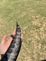 Black Skink 3.jpeg