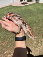 Red Skink 3.jpeg