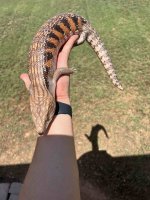 Red Skink 2.jpeg