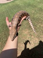 Red Skink.jpeg