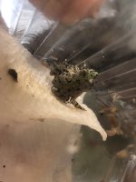 IMG_3950.jpeg