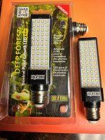 Bulbs-1R.jpg