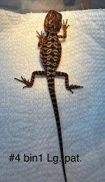 IMG_0070.jpeg