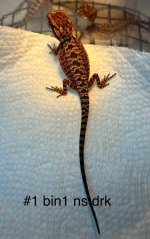 IMG_0071.jpeg