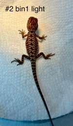 IMG_0067.jpeg