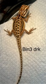 IMG_0082.jpeg
