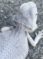 IMG_7776.jpeg