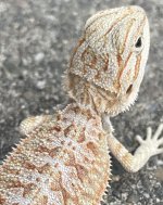 IMG_7808.jpeg