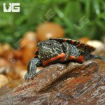 ug_baby_western_painted_turtle_4.jpg