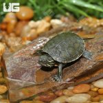 ug_baby_western_painted_turtle_3.jpg
