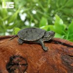 ug_baby_western_painted_turtle_2.jpg