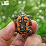 ug_baby_western_painted_turtle_1.jpg