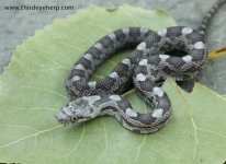 08 Gray Rat Snake_3129.jpg