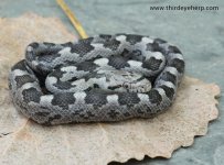 04 Gray Rat Snake_3120.jpg