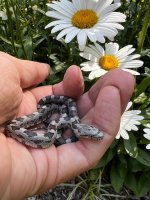 05 Gray Rat Snake_0945.jpg
