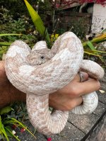 06 Gray Rat Snake_5787.jpg