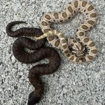 IMG_6689.jpeg