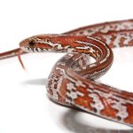 ug_tessera_het_palmetto_blood_cornsnake_4.jpg