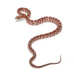 ug_tessera_het_palmetto_blood_cornsnake_3.jpg