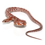 ug_tessera_het_palmetto_blood_cornsnake_1.jpg