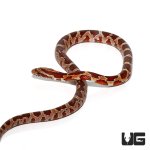ug_baby_cornsnake_het_anery_4_new.jpg