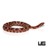 ug_baby_cornsnake_het_anery_3_new.jpg