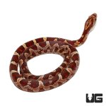 ug_baby_cornsnake_het_anery_2_new.jpg