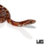 ug_baby_cornsnake_het_anery_1_new.jpg