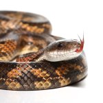 ug_male_texas_ratsnake_1.jpg