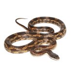 ug_male_texas_ratsnake_3.jpg
