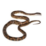 ug_male_texas_ratsnake_4.jpg