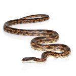 ug_male_texas_ratsnake_2.jpg