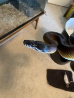 IMG_1931.jpeg