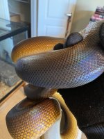 IMG_1929.jpeg