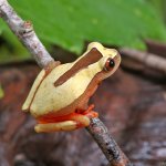 ug_Triangle_Tree_Frog_1.jpg